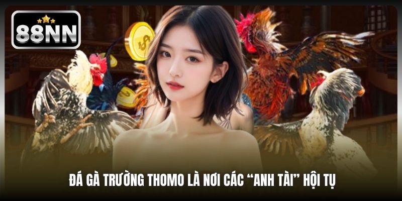 Đá gà trường Thomo là nơi các “anh tài” hội tụ