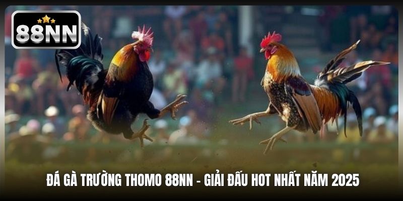 Đá Gà Trường Thomo 88NN - Giải Đấu Hot Nhất Năm 2025