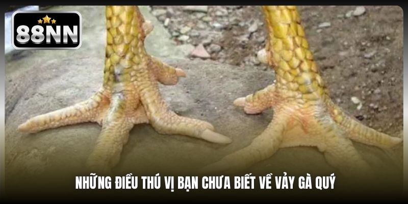 Những điều thú vị bạn chưa biết về vảy gà quý