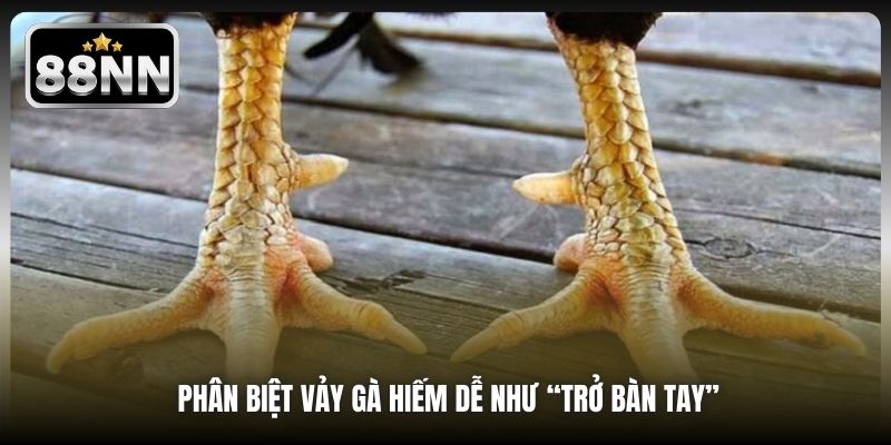 Phân biệt vảy gà hiếm dễ như “trở bàn tay”