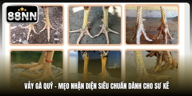 Vảy Gà Quý - Mẹo Nhận Diện Siêu Chuẩn Dành Cho Sư Kê